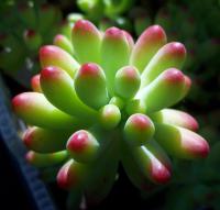 秋季推薦植物-乙女心