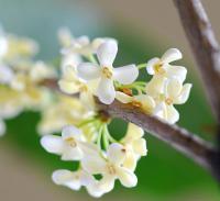 秋季推薦植物-桂花