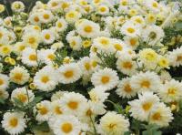 秋季推薦植物-菊花