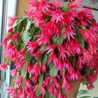 秋季推薦植物-蟹爪蘭