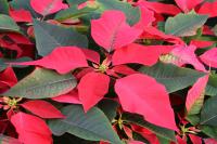 秋季推薦植物-聖誕紅