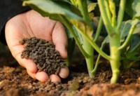 秋季植物照顧-施肥