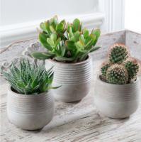 秋季植物照顧-換盆