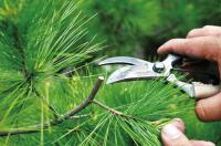 秋季植物照顧-修剪