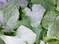 秋季植物照顧-白粉病