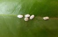 秋季植物照顧-介殼蟲