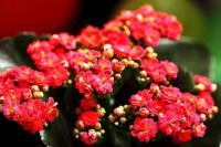 冬季推薦植物-長壽花