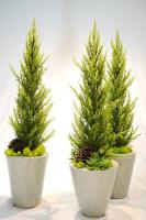 冬季推薦植物-香冠柏