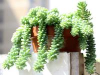 冬季推薦植物-玉串