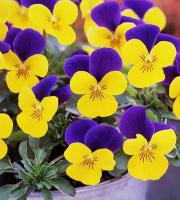 冬季推薦植物-角菫