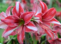 冬季推薦植物-孤挺花