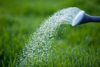 冬季植物照顧-澆水