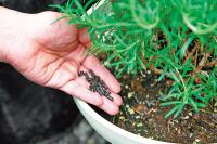 冬季植物照顧-施肥