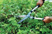 冬季植物照顧-修剪