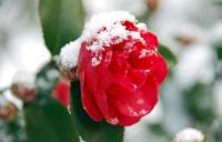 冬季植物照顧-防凍