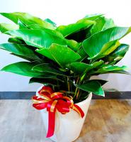 秋冬植栽設計-落地植栽綠鑽