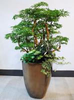 秋冬植栽設計-落地植栽福祿桐