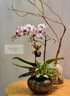 秋冬植栽設計-桌上蘭花