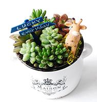 綠寵物療癒～把腦袋變得清新了