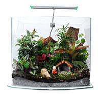 如何照顧小自然生態缸的植物呢？