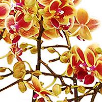 蘭花照顧小秘訣