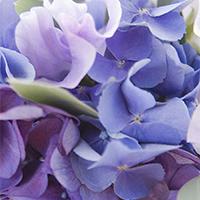 花束照顧的小秘訣