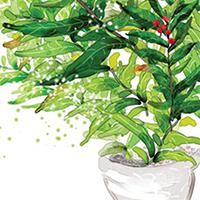 植物照顧小秘訣