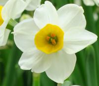 春季推薦明星植物-水仙