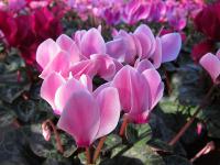 春季推薦明星植物-仙客來