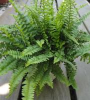  春季推薦明星植物-波士頓腎蕨