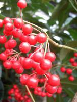  春季推薦明星植物-萬兩