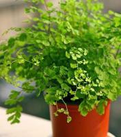 春季推薦明星植物-鐵線蕨