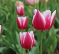 春季推薦明星植物-鬱金香