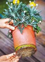 春季植栽照顧-換盆