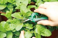 春季植栽照顧-修剪