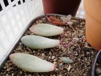 春季植栽照顧-阡插