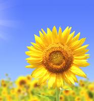 夏季植物照顧-日照