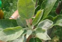 夏季植物照顧-白粉病