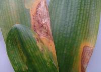 夏季植物照顧-炭疽病