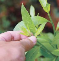 夏季植物照顧-修剪