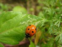 夏季植物照顧-蚜蟲