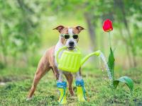 夏季植物照顧-澆水