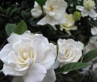 夏季推薦植物-梔子花