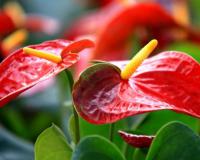 夏季推薦植物-火鶴