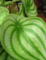 夏季推薦植物-西瓜皮椒草