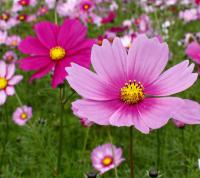 夏季推薦植物-波斯菊