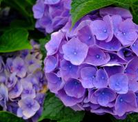 夏季推薦植物-繡球花