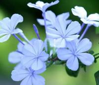 夏季推薦植物-藍雪花