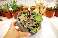 春夏花器設計之多肉造型泥盆組