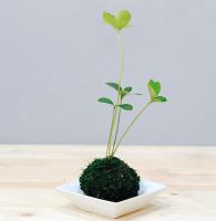 水草球照顧方式